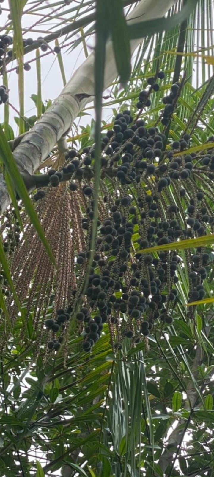 grappe d’açaï
